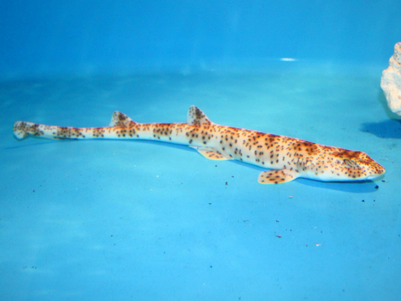 Halaelurus maculosus White, Last & Stevens, 2007
